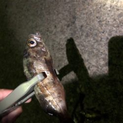 アジは入ってこず、メバリング