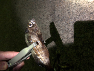 アジは入ってこず、メバリング