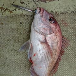 FISHING RISKY 釣果