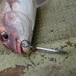 FISHING RISKY 釣果