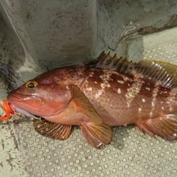 FISHING RISKY 釣果