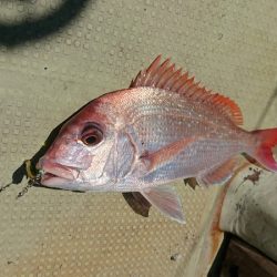 FISHING RISKY 釣果