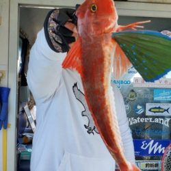 遊漁船 ニライカナイ 釣果