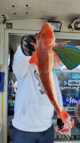 遊漁船 ニライカナイ 釣果