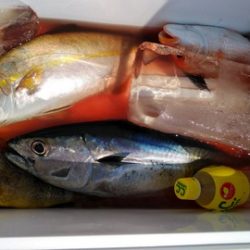 遊漁船 新鋭丸 釣果