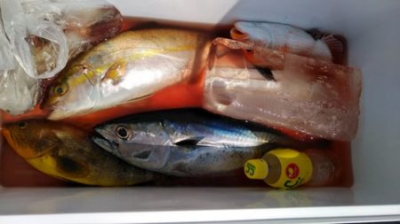 遊漁船 新鋭丸 釣果