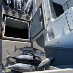 へいみつ丸 釣果