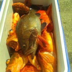 愛丸 釣果