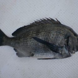 TOPGUN名古屋 釣果