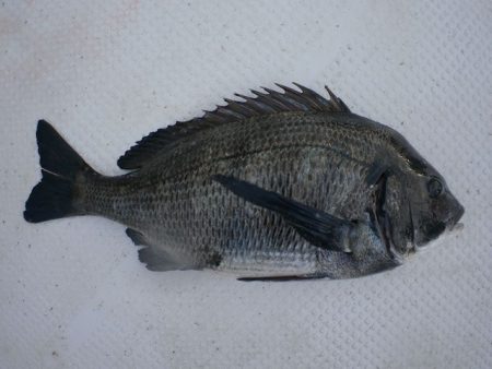 TOPGUN名古屋 釣果