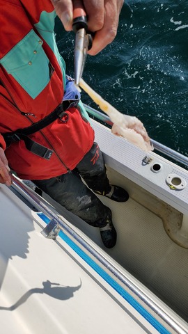 遊漁船 ニライカナイ 釣果