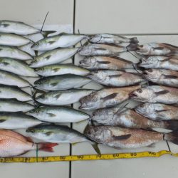 Hit Rush(ヒット ラッシュ） 釣果