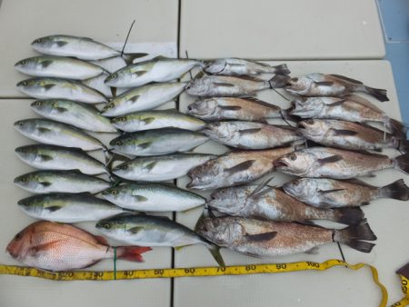 Hit Rush(ヒット ラッシュ） 釣果…