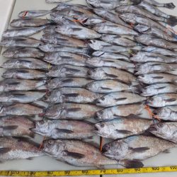 Hit Rush(ヒット ラッシュ) 釣果