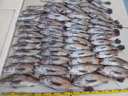 Hit Rush(ヒット ラッシュ) 釣果