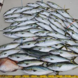 Hit Rush(ヒット ラッシュ) 釣果