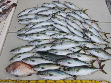 Hit Rush(ヒット ラッシュ） 釣果…