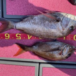 釣船 浦島太郎 釣果