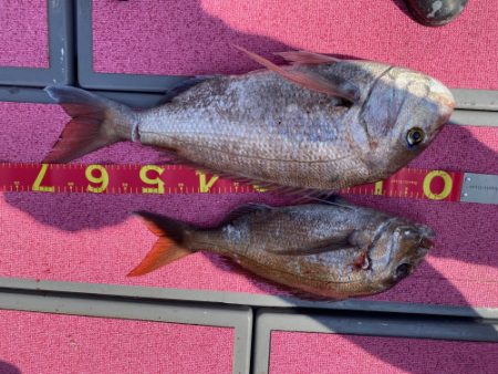 釣船 浦島太郎 釣果