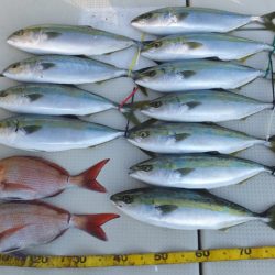 Hit Rush(ヒット ラッシュ) 釣果