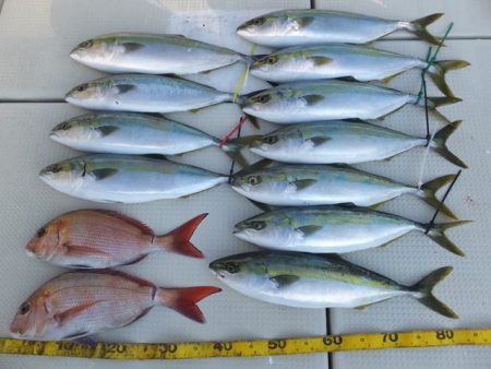 Hit Rush(ヒット ラッシュ） 釣果…