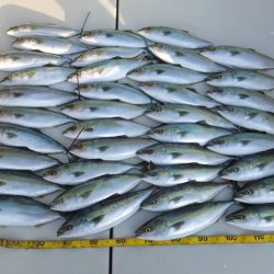 Hit Rush(ヒット ラッシュ) 釣果