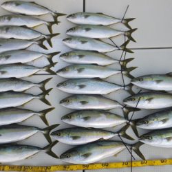 Hit Rush(ヒット ラッシュ) 釣果