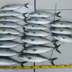 Hit Rush(ヒット ラッシュ) 釣果