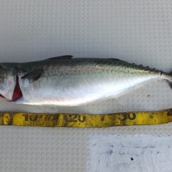 Hit Rush(ヒット ラッシュ) 釣果