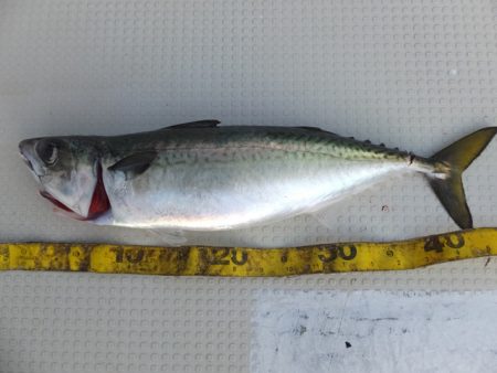 Hit Rush(ヒット ラッシュ) 釣果