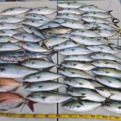 Hit Rush(ヒット ラッシュ） 釣果