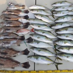 Hit Rush(ヒット ラッシュ) 釣果