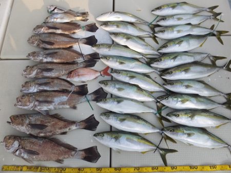 Hit Rush(ヒット ラッシュ） 釣果…