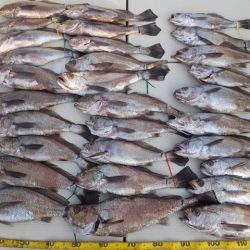 Hit Rush(ヒット ラッシュ） 釣果