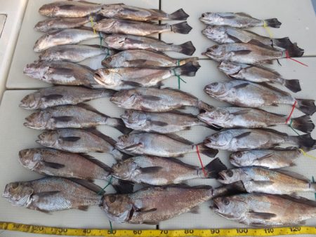 Hit Rush(ヒット ラッシュ） 釣果