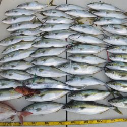 Hit Rush(ヒット ラッシュ） 釣果