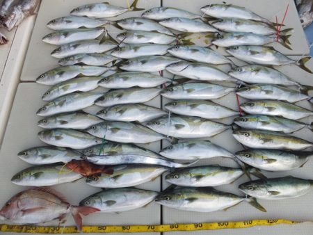 Hit Rush(ヒット ラッシュ） 釣果…