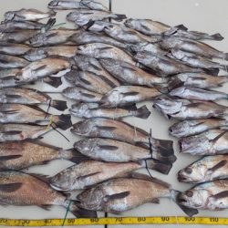 Hit Rush(ヒット ラッシュ) 釣果