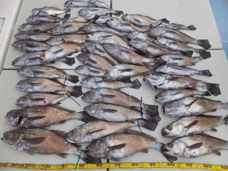 Hit Rush(ヒット ラッシュ) 釣果