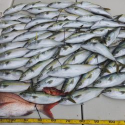 Hit Rush(ヒット ラッシュ) 釣果