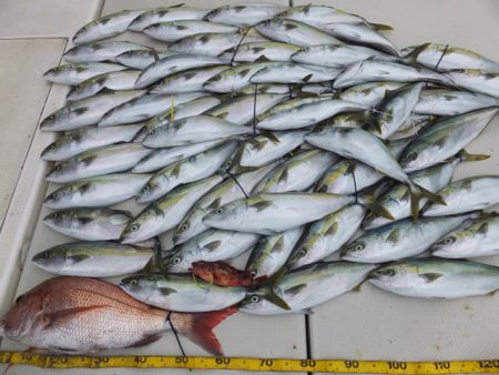 Hit Rush(ヒット ラッシュ） 釣果…