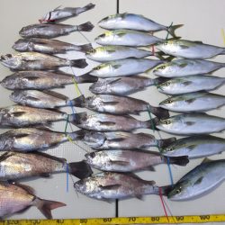 Hit Rush(ヒット ラッシュ） 釣果