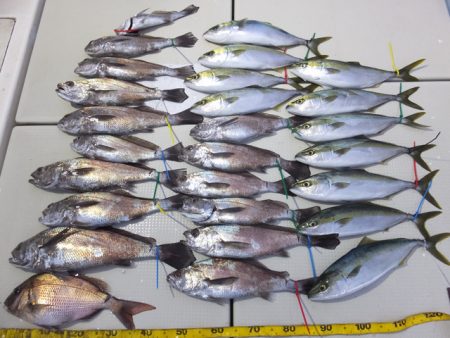 Hit Rush(ヒット ラッシュ） 釣果…