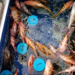 釣船 浦島太郎 釣果