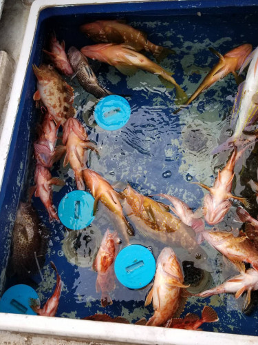 釣船 浦島太郎 釣果