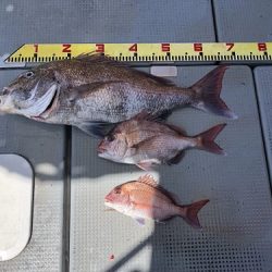 sea boss　シーボス 釣果