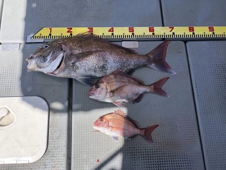 sea boss　シーボス 釣果