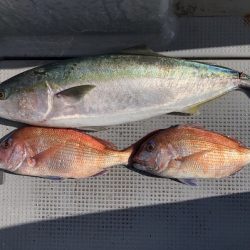 sea boss シーボス 釣果