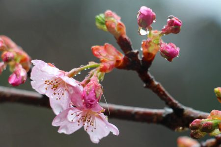 小菅トラウトガーデン 釣果
