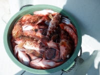 遊漁船 幸友丸 釣果